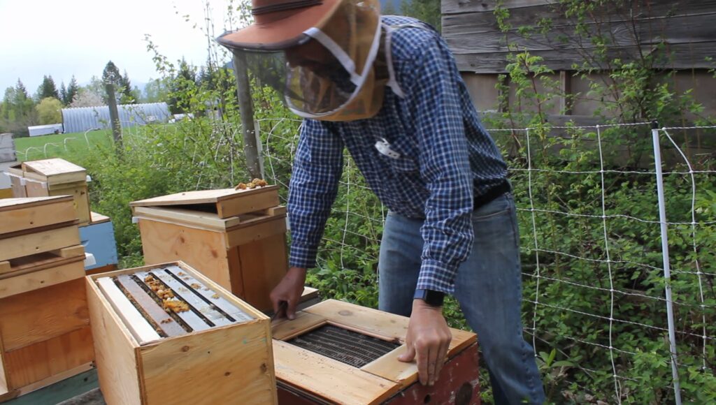 Bill Stagg adding a queen excluder to the parent hive before adding the nuc box